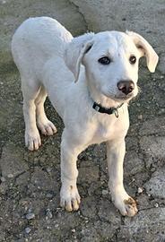 Cucciolo di 3 mesi e mezzo taglia medio contenuta