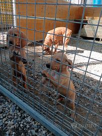 Cuccioli segugio