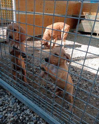 Cuccioli segugio
