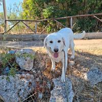 Nonna Olga la dolcezza in adozione