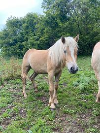 Haflinger