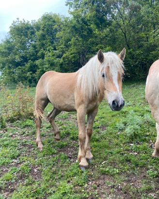 Cavalli Haflinger