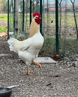 Gallo