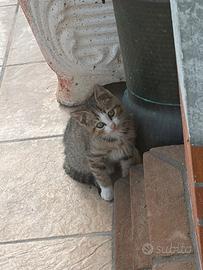 Dono gattino di 2 mesi