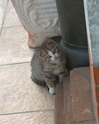 Dono gattino di 2 mesi