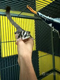 Animali