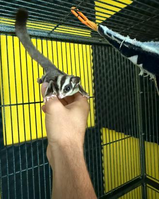 Animali