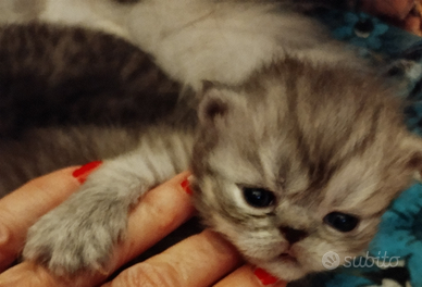 Gattini persiani chinchilla Golden e Silver