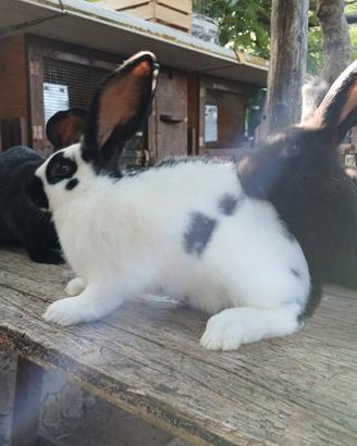 cuccioli di papilion ceppo tedesco di 3 mesi