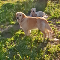 Adozione Golden Retriever