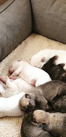 Cuccioli Pastore Fonnese