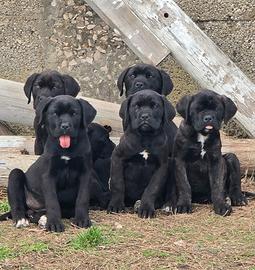 Cuccioli di cane Corso
