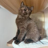 Gattini di razza British shorthair