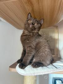 Gattini di razza British shorthair