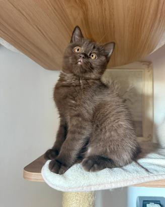 Gattini di razza British shorthair