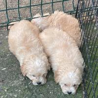 Maltipoo cuccioli