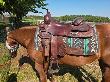 sella western cowhorse