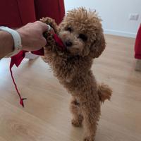 Barboncino toy maschio per accoppiamento