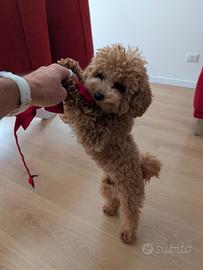 Barboncino toy maschio per accoppiamento