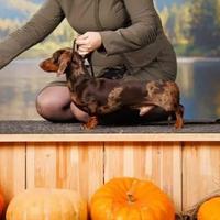 ACCOPPIAMENTO Bassotto ARLECCHINO Pedigree ENCI