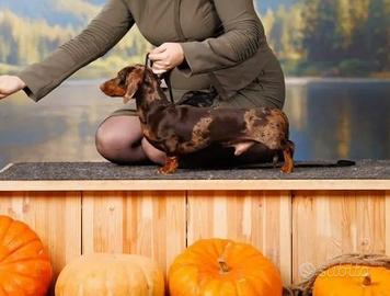 ACCOPPIAMENTO Bassotto ARLECCHINO Pedigree ENCI