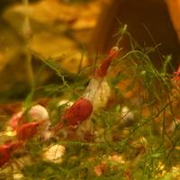 Caridine red rili