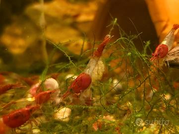 Caridine red rili