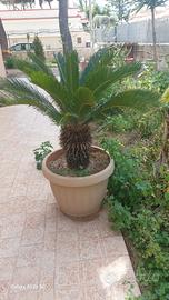 Cycas 