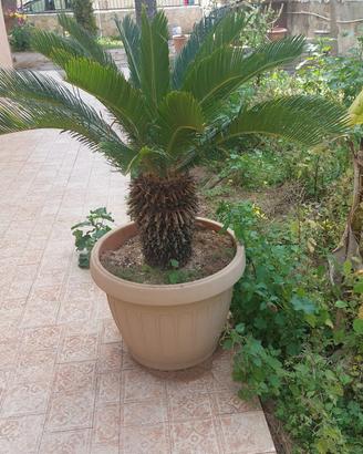 Cycas 