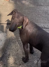 Cuccioli di cani nudi taglia grande