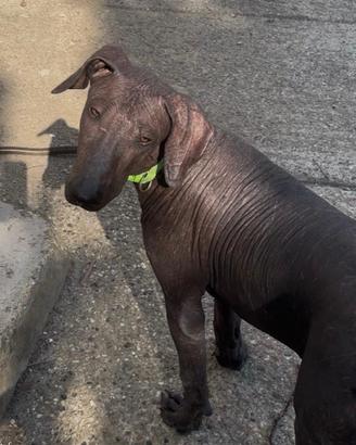 Cuccioli di cani nudi taglia grande