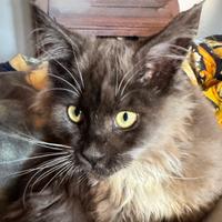 Gattino Maine coon aspetta una casa tutta sua