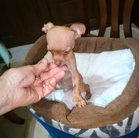 Pinscher mini Toy da borsetta rosso cervo puro
