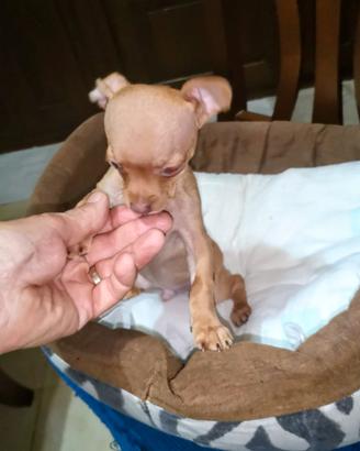 Pinscher mini Toy da borsetta rosso cervo puro