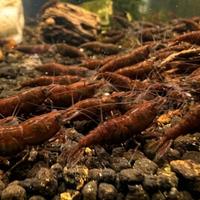 Neocaridina Chocolate