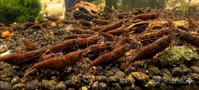 Neocaridina Chocolate