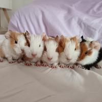 Cavie / porcellini d'india