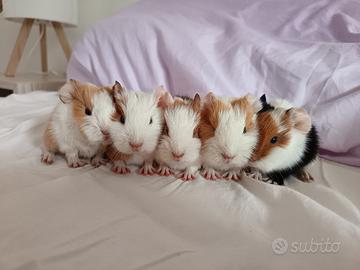 Cavie / porcellini d'india