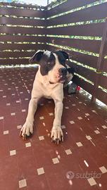 Pitbull