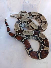 Boa suriname proven