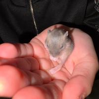 Cuccioli disponibili