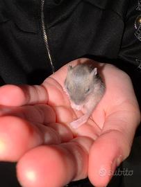 Cuccioli disponibili