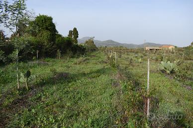 Terreno agricolo.Agroforestazione sintropica