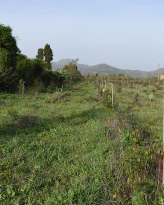 Terreno agricolo.Agroforestazione sintropica