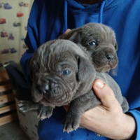 Cuccioli Cane Corso