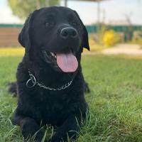 Labrador con pedigree alta genealogia