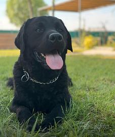 Labrador con pedigree alta genealogia