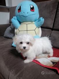 Cuccioli maltesi
