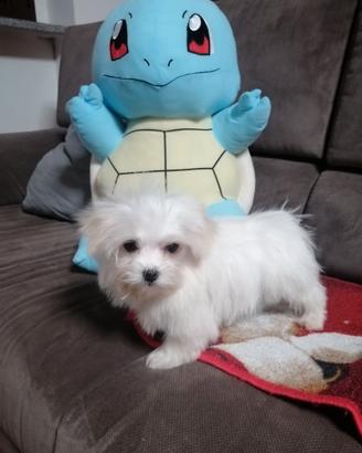 Cuccioli maltesi