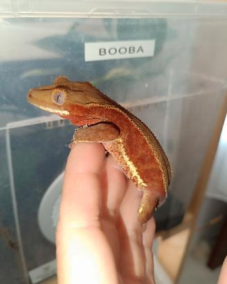 Geco ciliatus